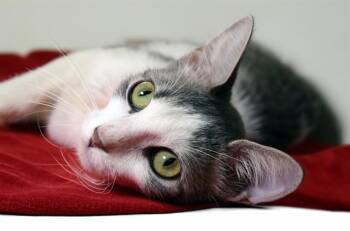 HEATHER -  Domestic Short Hair Cat for Adoption in Fort Lauderdale, Florida - HEATHER | PetCurious