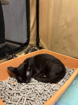 Rescue Domestic Short Hair Cats for Adoption in Aiea, Hawaii - Zara | PetCurious