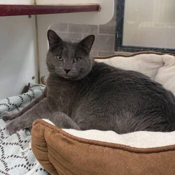 Greg -  Russian Blue and Domestic Short Hair Cat for Adoption in Cheyenne, Wyoming - Greg | PetCurious
