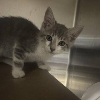 Scotch Bonnet -  Domestic Short Hair Cat Available for Adoption in Walnut Creek, California - Scotch Bonnet | PetCurious