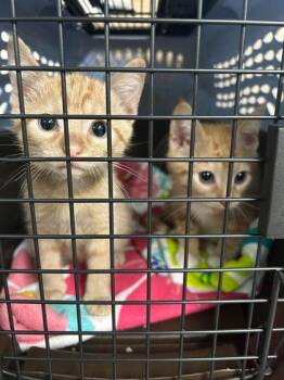 Gramble Gigglefunny -  Domestic Short Hair Cat for Adoption in Hobart, Indiana - Gramble Gigglefunny | PetCurious