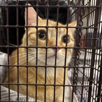 Melon -  Domestic Short Hair Cat for Adoption in Medford Lakes, New Jersey - Melon | PetCurious
