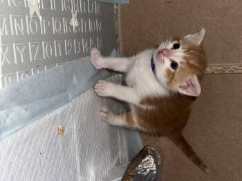 Splash -  Domestic Short Hair Cat for Adoption in Fruit Heights, Utah - Splash | PetCurious