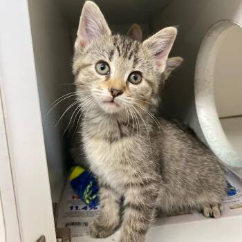 Domestic Short Hair Cats Available for Adoption - Quintana | PetCurious