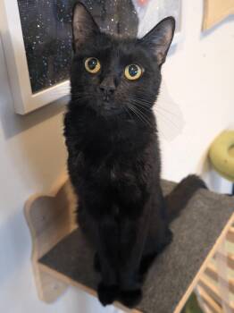 Rescue Domestic Short Hair Cats for Adoption in Newburgh, New York - Marlow | PetCurious