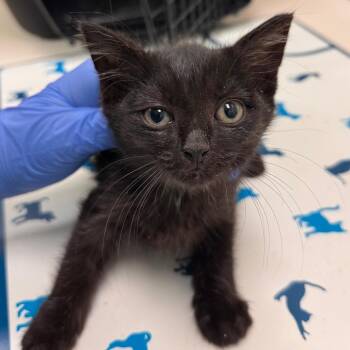 Ickis -  Domestic Short Hair Cat for Adoption in Lynchburg, Virginia - Ickis | PetCurious