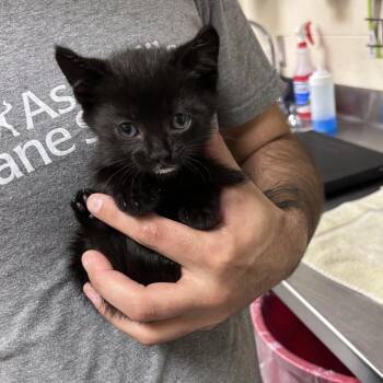 Chillium -  Domestic Short Hair Cat for Adoption in Asheville, North Carolina - Chillium | PetCurious