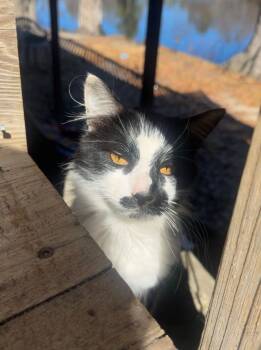 Domestic Medium Hair Cats Available for Adoption in Columbia, South Carolina - Aurelio | PetCurious