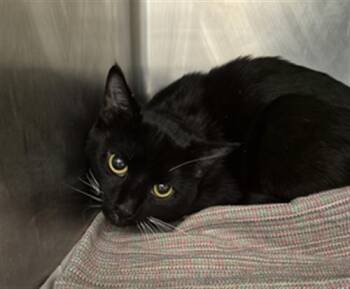 Domestic Short Hair Cats Available for Adoption in Hagerstown, Maryland - SCOOT | PetCurious