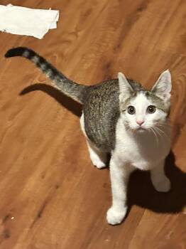 Cedar - KITTEN in foster -  Domestic Short Hair Cat for Adoption in Alexandria, Virginia - Cedar - KITTEN In Foster | PetCurious