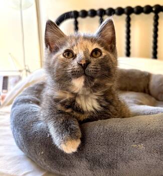 Edith -  Domestic Short Hair Cat for Adoption in Minneapolis, Minnesota - Edith | PetCurious