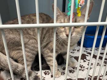 Dana -  Domestic Short Hair Cat for Adoption in Kingman, Arizona - Dana | PetCurious