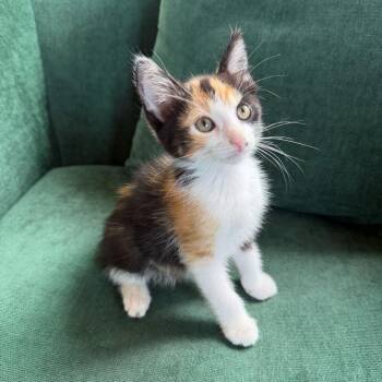 Billie Eilish -  Domestic Short Hair Cat for Adoption in Escondido, California - Billie Eilish | PetCurious