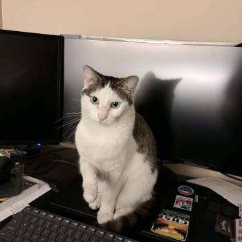 Olive -  Domestic Short Hair Cat for Adoption in Memphis, Tennessee - Olive | PetCurious