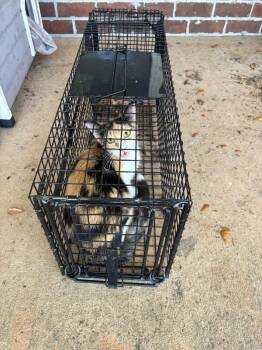 Fern -  Domestic Short Hair Cat for Adoption in Mobile, Alabama - Fern | PetCurious