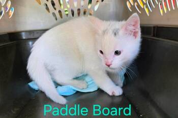 Paddle Board -  Domestic Short Hair Cat for Adoption in Cloquet, Minnesota - Paddle Board | PetCurious