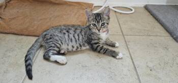 Sunday -  Domestic Short Hair Cat for Adoption in Powder Springs, Georgia - Sunday | PetCurious