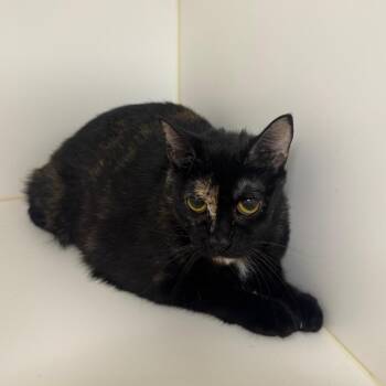 Domestic Short Hair Cats Available for Adoption in West Palm Beach, Florida - Sabrina | PetCurious
