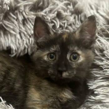 Junebug -  Tortoiseshell Cat for Adoption in Hanson, Massachusetts - Junebug | PetCurious