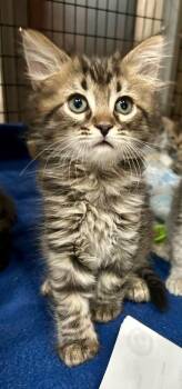 Annika -  Domestic Medium Hair Cat for Adoption in Cottonwood, Arizona - Annika | PetCurious