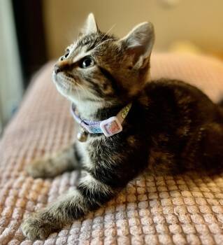 SEQUIOA -  Tabby and Domestic Short Hair Cat for Adoption in Minesing, Ontario - SEQUIOA | PetCurious