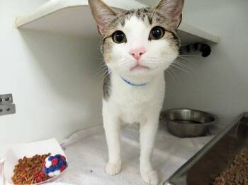 DILLON -  Domestic Short Hair Cat for Adoption in Oklahoma City, Oklahoma - DILLON | PetCurious