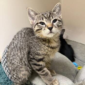 Santeria -  Domestic Short Hair Cat for Adoption in Durango, Colorado - Santeria | PetCurious