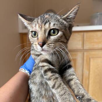Ewe -  Domestic Short Hair Cat for Adoption in Kanab, Utah - Ewe | PetCurious