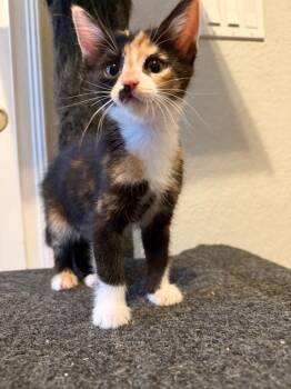 Maybelline -  Domestic Short Hair Cat Available for Adoption in Orlando, Florida - Maybelline | PetCurious