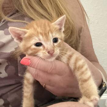 Chaz(Kitten 6) -  Domestic Short Hair Cat for Adoption in Evensville, Tennessee - Chaz(Kitten 6) | PetCurious
