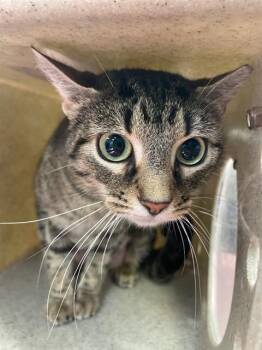 Domestic Short Hair Cats Available for Adoption in Louisville, Kentucky - WILLOW | PetCurious
