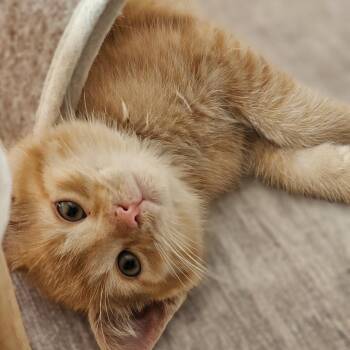 USPS -  Domestic Short Hair Cat for Adoption in Toledo, Ohio - USPS | PetCurious