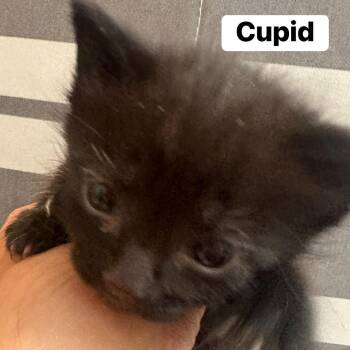Cupid 53831 -  Domestic Short Hair Cat for Adoption in Las Vegas, Nevada - Cupid 53831 | PetCurious