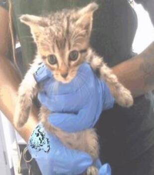 Stankest -  Domestic Short Hair Cat for Adoption in Largo, Florida - Stankest | PetCurious