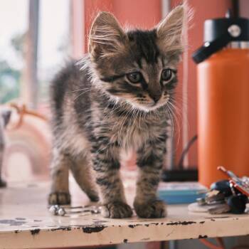 Rescue Domestic Long Hair Cats for Adoption in Morgan Hill, California - Croissant | PetCurious