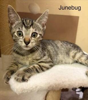 Junebug -  Domestic Short Hair Cat for Adoption in Honolulu, Hawaii - Junebug | PetCurious