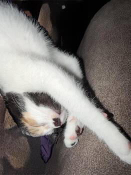 Libby -  Domestic Short Hair Cat for Adoption in East Greenville, Pennsylvania - Libby | PetCurious