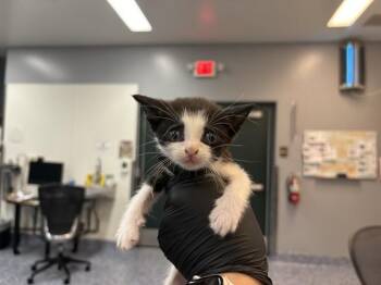 Domestic Short Hair Cats Available for Adoption in Thousand Palms, California - CAPPUCCINO | PetCurious