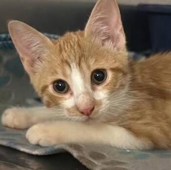 Bolt -  Domestic Short Hair Cat for Adoption in Boca Raton, Florida - Bolt | PetCurious