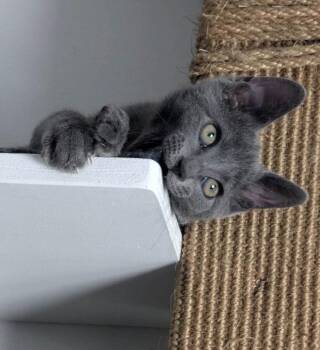 Kitten Nina -  Domestic Short Hair Cat for Adoption in Seal Beach, California - Kitten Nina | PetCurious