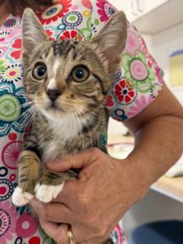 Skunk -  Domestic Short Hair Cat for Adoption in Vacaville, California - Skunk | PetCurious