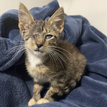 Chester C. -  Domestic Short Hair Cat for Adoption in Valdosta, Georgia - Chester C. | PetCurious