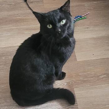 Rescue Domestic Short Hair Cats for Adoption in Portage, Michigan - Squeaker | PetCurious