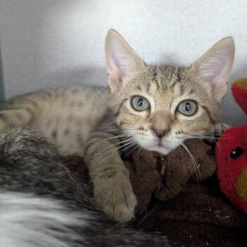 The Situation -  Domestic Short Hair Cat for Adoption in Evansville, Indiana - The Situation | PetCurious