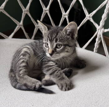 Rescue Domestic Short Hair and Tabby Cats for Adoption in Montello, Wisconsin - Zander | PetCurious