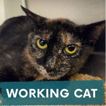 Commotion -  Domestic Short Hair Cat for Adoption in Asheville, North Carolina - Commotion | PetCurious