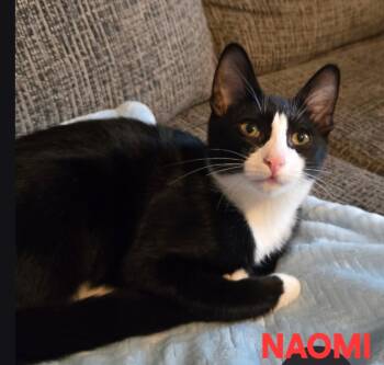 Naomi -  Domestic Short Hair Cat for Adoption in Buhl, Idaho - Naomi | PetCurious