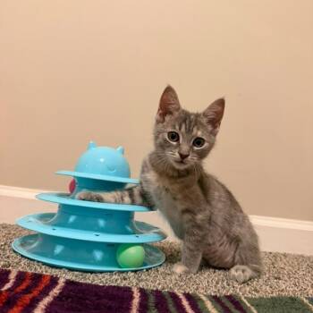 Fruity Pebbles -  Domestic Short Hair Cat for Adoption in Sandy Springs, Georgia - Fruity Pebbles | PetCurious