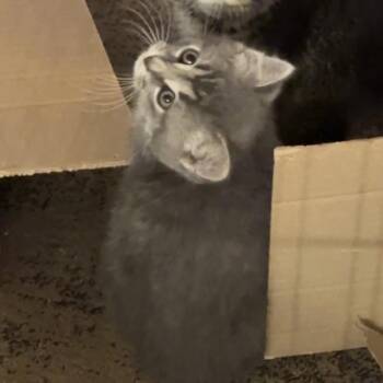 Salt -  Domestic Short Hair Cat for Adoption in Monroe, Michigan - Salt | PetCurious