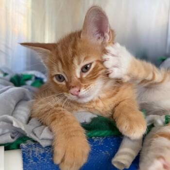 Trevor -  Domestic Short Hair Cat for Adoption in Cumming, Georgia - Trevor | PetCurious